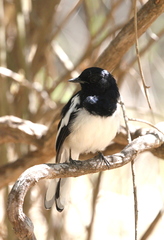 Copsychus albospecularis