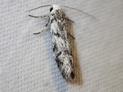 Lichenaula onychotypa