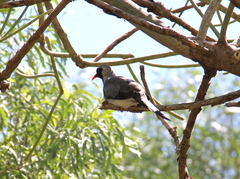 Oena capensis aliena