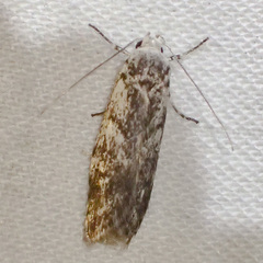 Lichenaula onychotypa