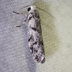 Lichenaula onychotypa