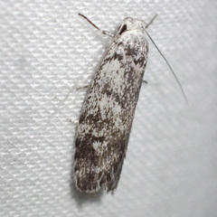 Lichenaula onychotypa