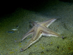 Astropecten irregularis