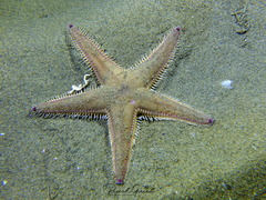 Astropecten irregularis