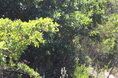 Solenopsis punctaticeps