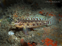 Coryphopterus dicrus