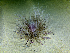 Pachycerianthus solitarius