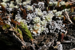 Raoulia parkii