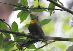 Ploceus nelicourvi