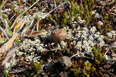 Raoulia parkii