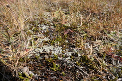 Raoulia parkii