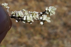 Raoulia parkii
