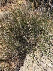 Menodora scabra glabrescens