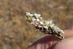 Raoulia parkii
