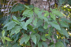 Syngonium podophyllum image