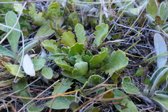 Brachyscome sinclairii