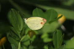 Pyrisitia dina westwoodi