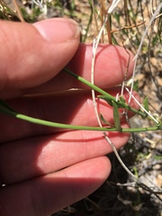 Menodora scabra glabrescens