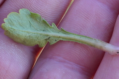 Brachyscome sinclairii