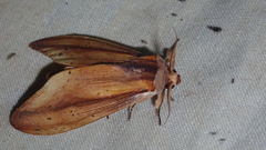 Truncaptera elongata