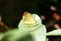 Pyrisitia dina westwoodi