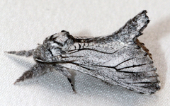 Inguromorpha itzalana