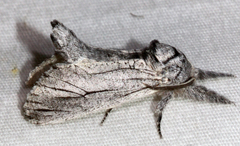 Inguromorpha itzalana