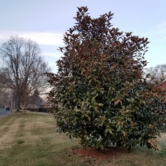 Magnolia grandiflora