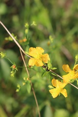 Hypericum virgatum