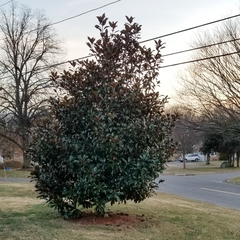 Magnolia grandiflora