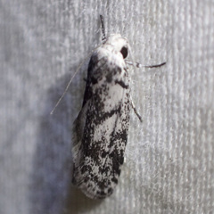 Lichenaula onychotypa