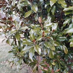Magnolia grandiflora