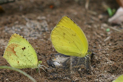 Pyrisitia dina westwoodi
