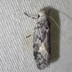 Lichenaula onychotypa