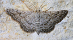 Lobocleta granitaria