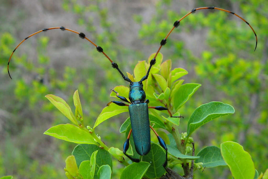 Evgenius plumatus
