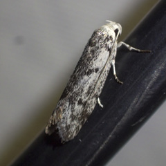 Lichenaula onychotypa