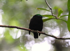Philepitta castanea