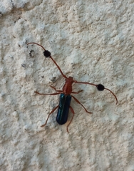 Compsocerus