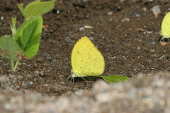 Pyrisitia dina westwoodi