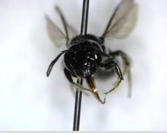 Ceratina acantha