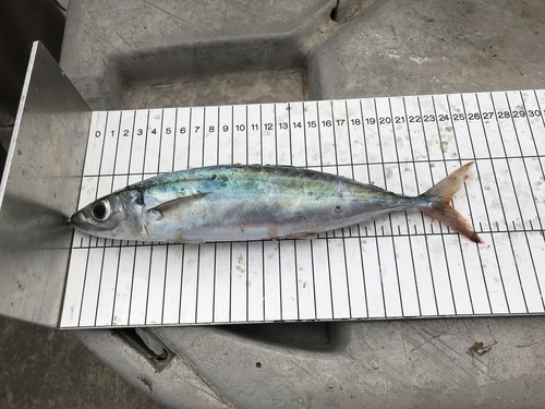 Greater Kingston (Decapterus tabl) — Carangidae — 4