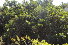 Solenopsis punctaticeps