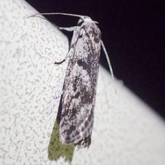 Lichenaula onychotypa