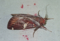 Hemiceras gortynoides