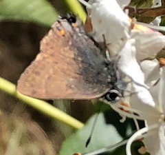 Satyrium auretorum