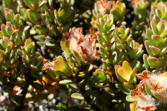 Pimelea traversii traversii