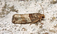 Gypsonoma aceriana