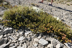 Pimelea traversii traversii