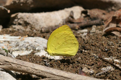 Pyrisitia dina westwoodi